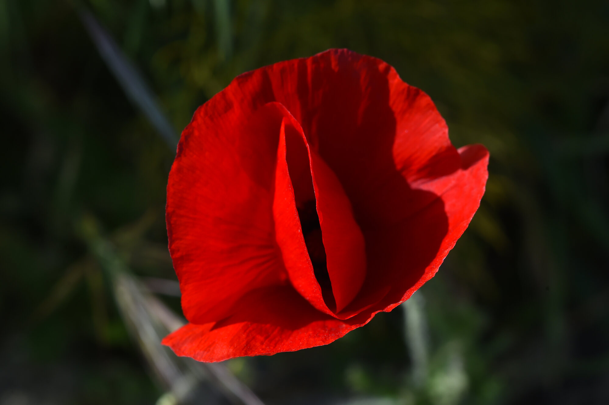 Coquelicot, fleur sauvage de Crète