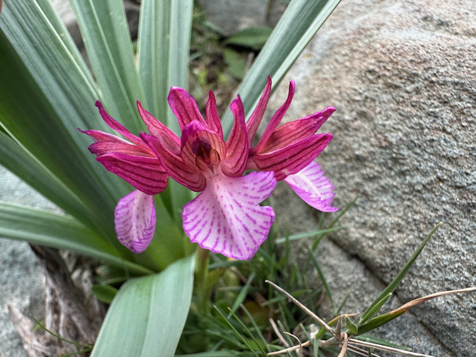 La vidéo Les Fleurs de Crète